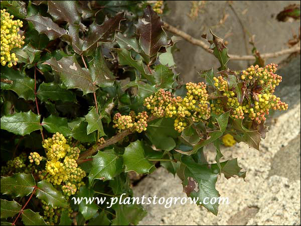 Oregon Grape Holly (Mahonia aquifolium)
A small shrub tucked into a protected site (picture taken on May 3)